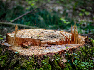 Baumstumpf im Wald