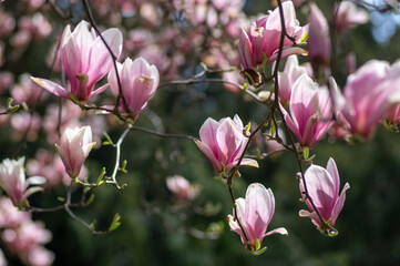 Magnolia soulangeana also called saucer magnolia flowering springtime tree with beautiful pink white flower on branches