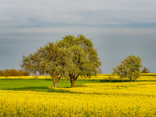 Obstbäume und Rapsfelder im Frühjahr