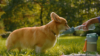 Thirsty little dog welsh corgi drinking fresh water from bottle on grass lawn at park female hands pet owner taking care of cute domestic animal fluffy puppy drink liquid refreshing in summer outdoors