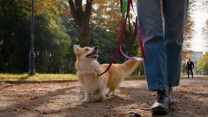 Cropped shot unknown woman hiker feet going with little dog on leash in city park close-up of woman legs girl owner walk go with cute puppy welsh corgi breed pet doggy walking outdoors autumn nature