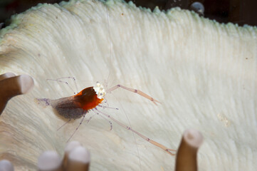 A mushroom coral ghost shrimp