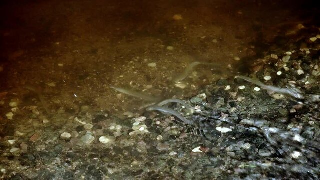 River lamprey Lampetra fluviatilis in a shallow river. Rare footage of lampreys.