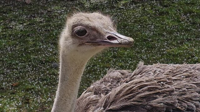 Close up of ostrich head looking around a while standing on a meadow.