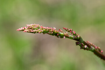 Macro shot of red sorrel (rumex acetosella) in bloom