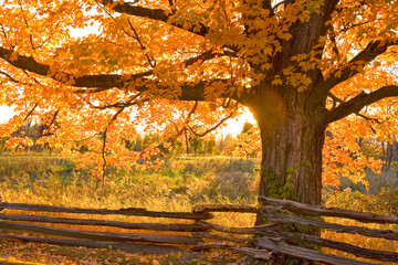 Sugar Maple in Autumn with a split rail fence. 