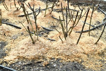 Rose roots are sprinkled with sawdust, protection from frost in winter