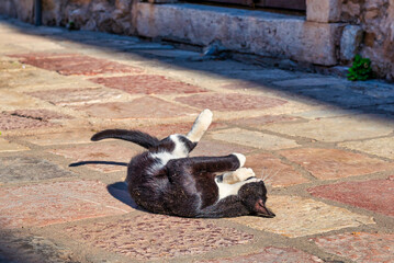 Cute cat in Kotor
