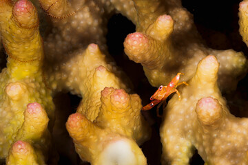 A beautiful spot legged coral crab