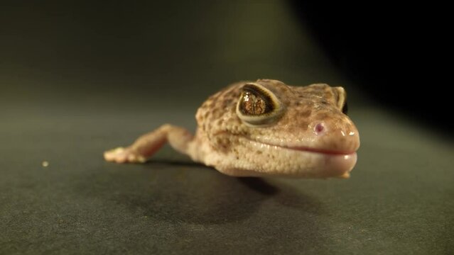 Gecko's Gaze: A Macro Portrait