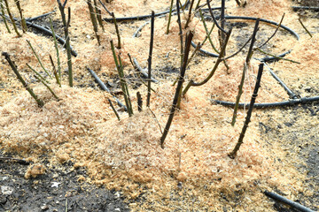 Rose roots are sprinkled with sawdust, protection from frost in winter