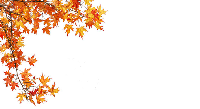 autumn mapale leave PNG transparent file 
