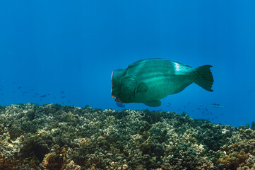 A picture of a bump head parrot fish