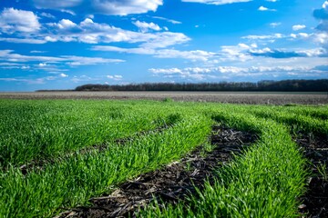 Fototapeta na wymiar field of young green barley and blue sky