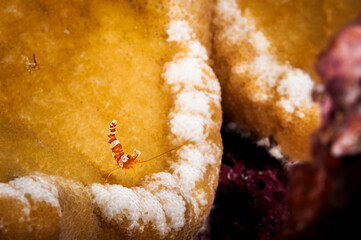 A picture of an Ambon shrimp