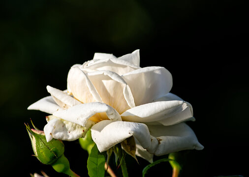 A White rose basing in the evening sun, Lucknow, ON, Canada