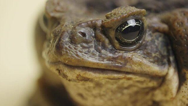 Detailed Toad Eye and Skin Texture Close-Up