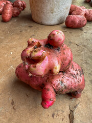 Misshaped, ugly culled red-skinned potato