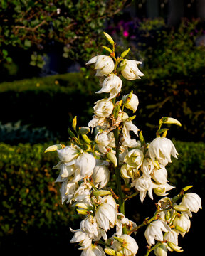 White flowers reflecting the evening sun , Lucknow, ON, Canada