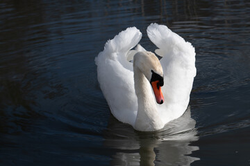 Close-up of a white majestic mute swan. The swan swims towards the viewer. The bird is reflected in...