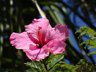 Blume © dagmar