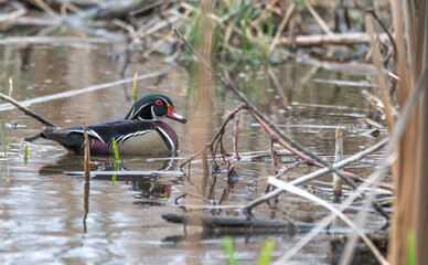 Male wood duck swimming in a stream.