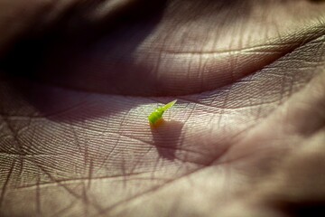 close up of a tiny germ of an ear of wheat in the palm of hand