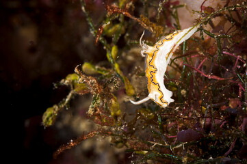 The beautiful colors of nudibranches