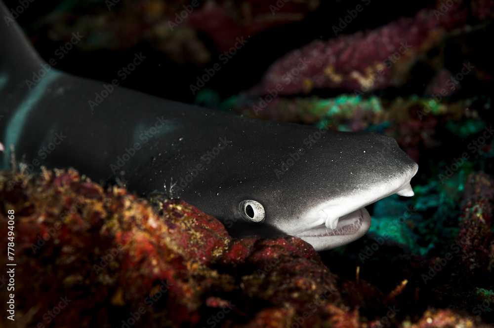 Wall mural A picture of a reef whitetip shark