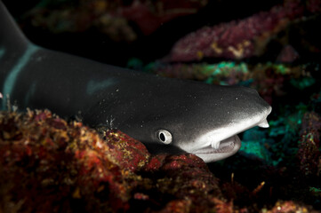 A picture of a reef whitetip shark