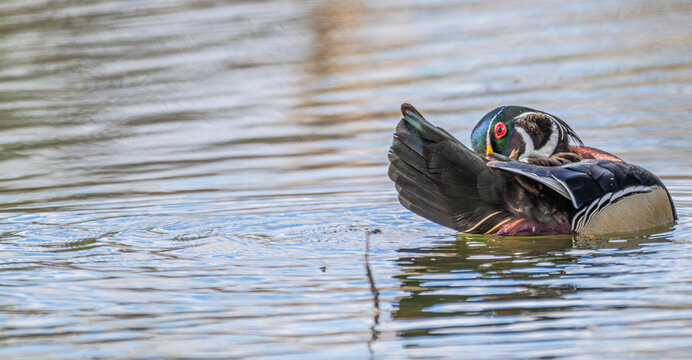 Male wood duck preening as it floats in the water.