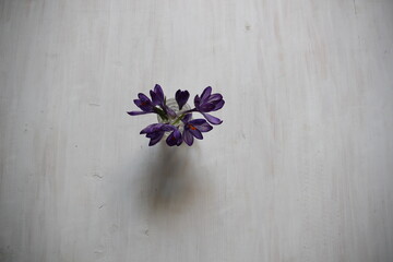 purple crocus flowers on white wooden background