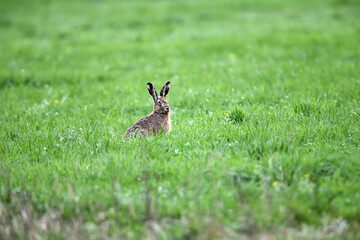 Frei lebende Tiere in Serie zu Pfingsten. Hase und Fasan auf grüner Natur-Wiese im Gras.