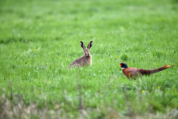 Frei lebende Tiere in Serie zu Pfingsten. Hase und Fasan auf grüner Natur-Wiese im Gras auf dem Bauernhof.