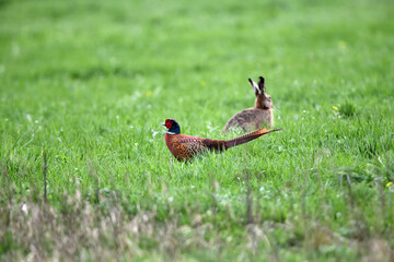 Frei lebende Tiere in Serie zu Pfingsten. Hase und Fasan auf grüner Natur-Wiese im Gras.