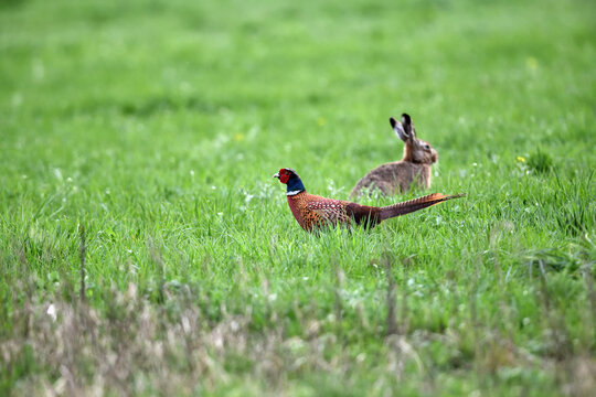 Frei lebende Tiere in Serie zu Pfingsten. Hase und Fasan auf gr&uuml;ner Natur-Wiese im Gras bei der Jagd.