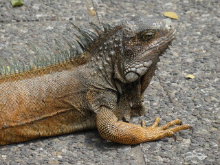 Iguana