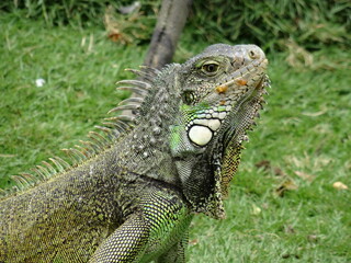 Iguana