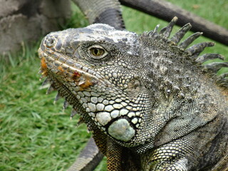 Iguana