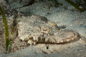 A picture of a crocodilefish