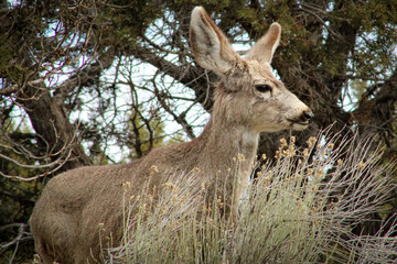 Idaho Mule Deer