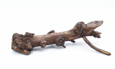 oak stump, log fire drift wood isolated on white background, brown color with dead branches sticking out, decor or decoration for a rustic woodsy theme © Chase D’Animulls