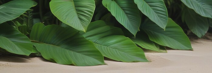Panoramic background of bright large green tropical leaves