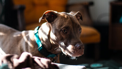 portrait of a dog