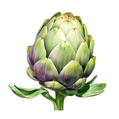 Obraz premium Watercolor Artichoke Illustration: Fresh Vegetable Botanical Art - Realistic and Decorative Design, Watercolor Artichoke on white transparent background, PNG