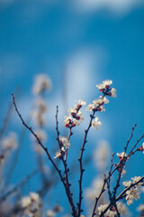 A branch with a white flower tree. The tree is blooming