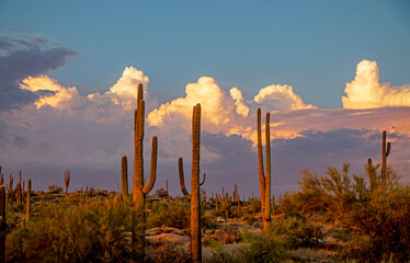 Wide Ratio Sonoran Desert Landscape With Cactus Near Sunset Time In Arizona