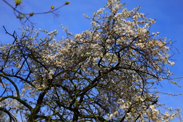 A white flowers against the blue sky
