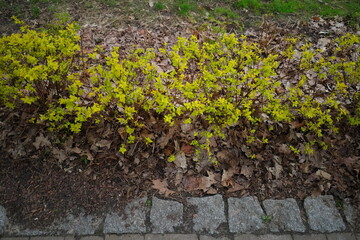 Green leaves on a bush and granite cubes