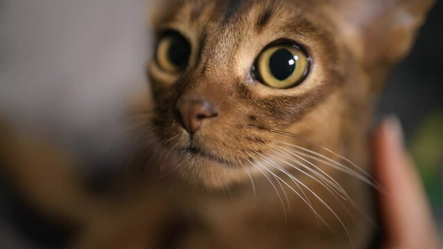 Domestic Brown Cat with Yellow Eyes Close-Up